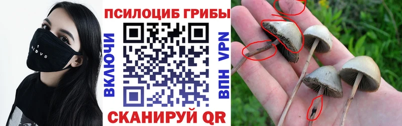 Купить  Павловский Посад  Галлюциногенные грибы Psilocybine cubensis 